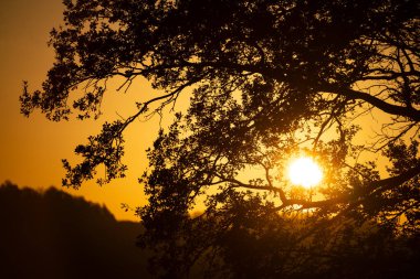 Orman ağacı taç siluetinin arkasında altın günbatımı, insan yok..