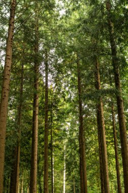Yeşil orman sahnesi. Uzun çam ağaçları, yemyeşil bitki örtüsü, yaz sonu sabah ışığı, insan yok..