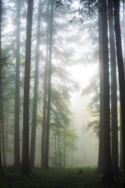Sisli ya da sisli orman manzarası. Sonbahar sabahı yoğun sis, karamsar atmosfer, insan yok..