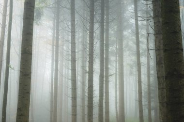 Sisli ya da sisli orman manzarası. Sonbahar sabahı yoğun sis, karamsar atmosfer, insan yok..