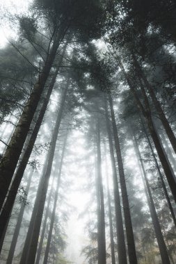 Sisli ya da sisli orman manzarası. Sonbahar sabahı yoğun sis, karamsar atmosfer, ultra geniş, alçak açı, insan yok..