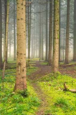 Sonbaharın sonundaki sisli orman sahnesi. Yoğun sabah bulanıklığı, karamsar atmosfer, insan yok..