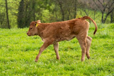 Kahverengi, limuzin Avrupa 'da bir tarlada buzağı yetiştiriyor, insan yok..