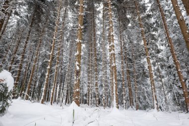 Avrupa 'daki bir orman sahnesinde taze kar örtüsü. Geniş açı, bulutlu bir gün, insan yok..