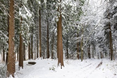 Fresh snow cover in a forest scene in Europe. Wide-angle view, cloudy day, no people. clipart