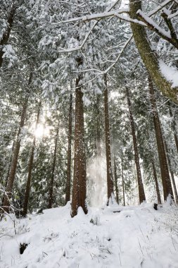Avrupa 'daki bir orman sahnesinde taze kar örtüsü. Geniş açı, bulutlu bir gün, insan yok..