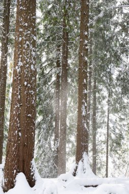 Avrupa 'daki bir orman sahnesinde taze kar örtüsü. Geniş açı, bulutlu bir gün, insan yok..