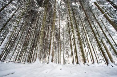 Avrupa 'daki bir orman sahnesinde taze kar örtüsü. Geniş açı, bulutlu bir gün, insan yok..