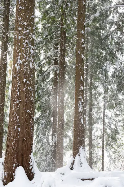 Avrupa 'daki bir orman sahnesinde taze kar örtüsü. Geniş açı, bulutlu bir gün, insan yok..