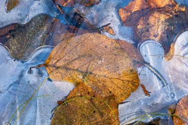 Ormanda donmuş su birikintisi. Sonbahar bitkilerinde donan sığ su, üst manzara, yakın çekim, insan yok..