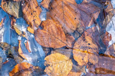 Ormanda donmuş su birikintisi. Sonbahar bitkilerinde donan sığ su, üst manzara, yakın çekim, insan yok..