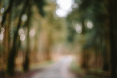 Bulanık ya da bulanık doğa ormanı arka planı ya da duvar kağıdı. Bulanık ağaçlar, muhteşem gölgeler, bokeh, insan yok.