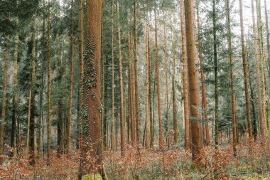 Yeşil orman sahnesi. Uzun çam ağaçları, yemyeşil bitki örtüsü, yaz sonu sabah ışığı, insan yok..