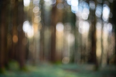 Bulanık ya da bulanık doğa ormanı arka planı ya da duvar kağıdı. Bulanık ağaçlar, muhteşem gölgeler, bokeh, insan yok.