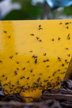 Tuzağa düşürülmüş mantar sinekleri yapışkan sarı kapan kağıdında. Yaklaş, makro çekim, insan yok..