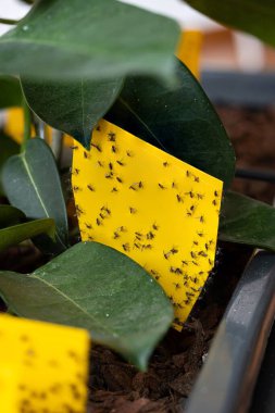 Tuzağa düşürülmüş mantar sinekleri yapışkan sarı kapan kağıdında. Yaklaş, makro çekim, insan yok..