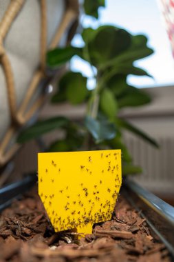 Tuzağa düşürülmüş mantar sinekleri yapışkan sarı kapan kağıdında. Yakın plan, arka planda yeşil saksı bitkisi, insan yok.