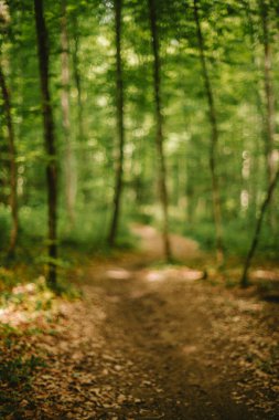 Ormanda bulanık ya da bulanık bir patika. Yeşil yemyeşil bitki örtüsü arka planı, görüntü bozulması, bokeh vurgusu, insan yok.
