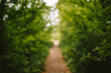 Ormanda bulanık ya da bulanık bir patika. Yeşil yemyeşil bitki örtüsü arka planı, görüntü bozulması, bokeh vurgusu, insan yok.