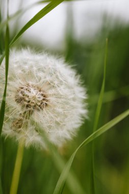 Yumuşak, beyaz, karahindiba çiçeği topu. Makro yakın çekim, yeşil bitki örtüsü, insan yok.
