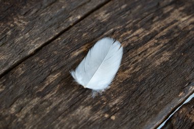 Kahverengi ahşap arka planda tek bir kaz tüyü. Makro çekim yakın, alan derinliği sığ, insan yok.