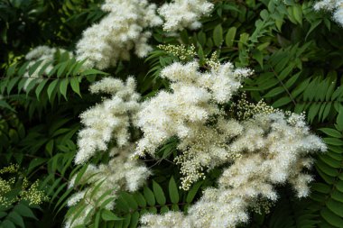 Haziran ayında bir parkta Sorbaria Sorbifolia çiçekleri ve yeşil yapraklar açıyor. Güneşli yaz günü, kimse yok.