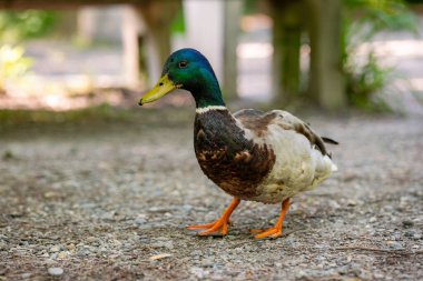 Renkli Mallard ya da vahşi ördek, orman göletinin yakınında tek başına yürüyor. Yakın çekim, sığ alan derinliği, insan yok.