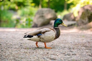 Renkli Mallard ya da vahşi ördek, orman göletinin yakınında tek başına yürüyor. Yakın çekim, sığ alan derinliği, insan yok.