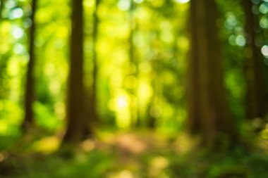 Bulanık ya da bulanık doğa ormanı arka planı ya da duvar kağıdı. Bulanık ağaçlar, muhteşem gölgeler, bokeh, insan yok.