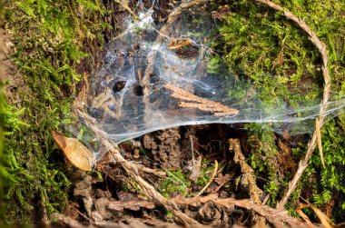 Avrupa 'da bir ormanda sümüklü böcek ya da salyangoz izi. Üst manzara, makro çekim, insan yok.