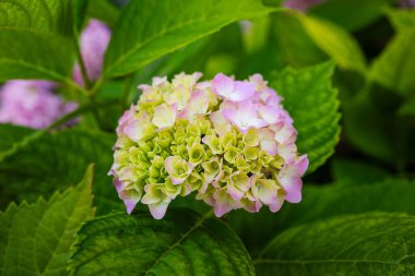 Güzel, çiçek açan pembe ortanca çiçek çalısı. Yakın çekim, sığ alan derinliği, insan yok.