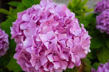 Güzel, çiçek açan pembe ortanca çiçek çalısı. Yakın çekim, sığ alan derinliği, insan yok.