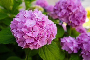Güzel, çiçek açan pembe ortanca çiçek çalısı. Yakın çekim, sığ alan derinliği, insan yok.