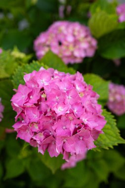 Güzel, çiçek açan pembe ortanca çiçek çalısı. Yakın çekim, sığ alan derinliği, insan yok.