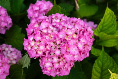 Güzel, çiçek açan pembe ortanca çiçek çalısı. Yakın çekim, sığ alan derinliği, insan yok.