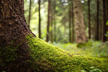 Yosunlu ağaç kökleri ormanda. Yakın çekim, alçak açı, sığ alan derinliği, insan yok..