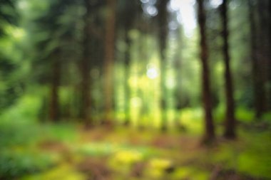 Bulanık ya da bulanık doğa ormanı arka planı ya da duvar kağıdı. Bulanık ağaçlar, muhteşem gölgeler, bokeh, insan yok.