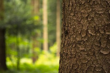 Ormanda ağaç gövdesi kabuğu. Yakın çekim, sığ alan derinliği, insan yok.