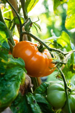 Domates fidanında yetişen Dixie Golden Giant domatesleri. Yakın çekim, alçak açı, insan yok.