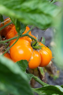 Domates fidanında yetişen Dixie Golden Giant domatesleri. Yakın çekim, alçak açı, insan yok.