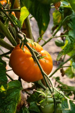 Domates fidanında yetişen Dixie Golden Giant domatesleri. Yakın çekim, alçak açı, insan yok.