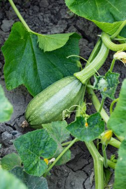 Sapında küçük, yeşil bir balkabağı, bahçede yerde yetişiyor. Düşük açı, yakın çekim, insan yok.