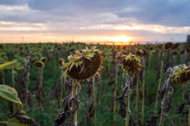 Gün batımında bir tarlada kuraklıktan kurudu ve öldü. Detaylı çekim, sığ alan derinliği, insan yok.