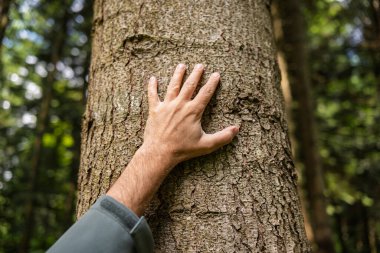 Beyaz erkek eli ormanda bir ağaç gövdesine dokunuyor. Yakın çekim, sığ alan derinliği, kaba ağaç kabuğu dokusu