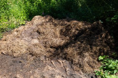 İnek gübresi yığını. Düşük açı, mavi gökyüzü arkaplanı, insan yok.
