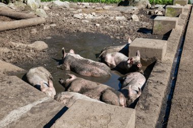 Avrupa 'da sıcak bir yaz gününde çamur birikintisinde yatan çiftlik domuzları.