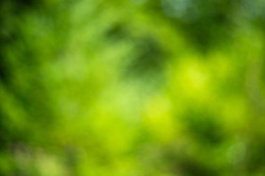 Yeşil, bulanık, orman bokeh arka planı, insan yok.