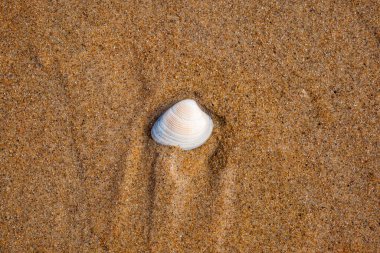 Kumsalda tek, küçük bir deniz kabuğu, tepeden tırnağa, kapalı manzara, insan yok.