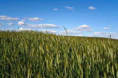 Landscape with green cereal field and blue sky with white clouds in the background.