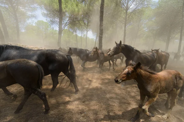 stock image In June, a livestock event is held in which herds of mares and their foals are transported from the Donana Park to the village of Almonte to be prepared and selected for sale.